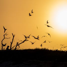 Biodiversity of the Dry Tortugas